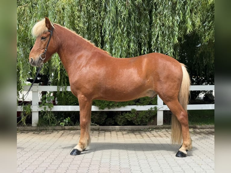 Kuc islandzki Wałach 14 lat 142 cm Kasztanowata in Lochen am See