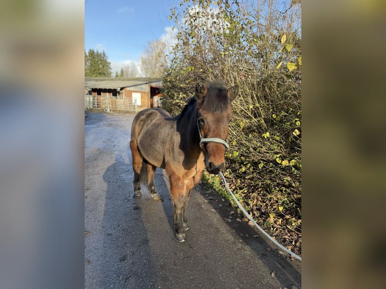 Kuc islandzki Wałach 14 lat 143 cm Gniada in Niedergösgen