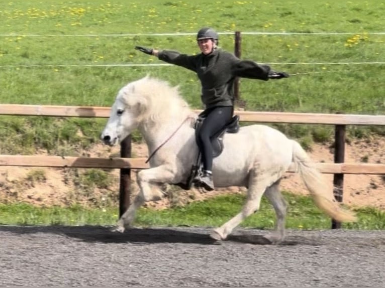 Kuc islandzki Wałach 14 lat 143 cm Siwa in Dohm-Lammersdorf