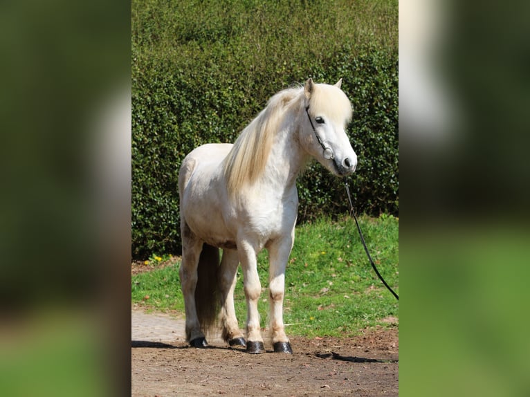 Kuc islandzki Wałach 14 lat 143 cm Siwa in Dohm-Lammersdorf