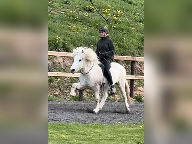Kuc islandzki Wałach 14 lat 143 cm Siwa in Dohm-Lammersdorf