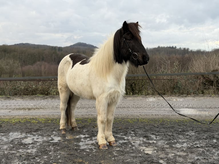 Kuc islandzki Wałach 14 lat 143 cm Srokata in Bad Honnef