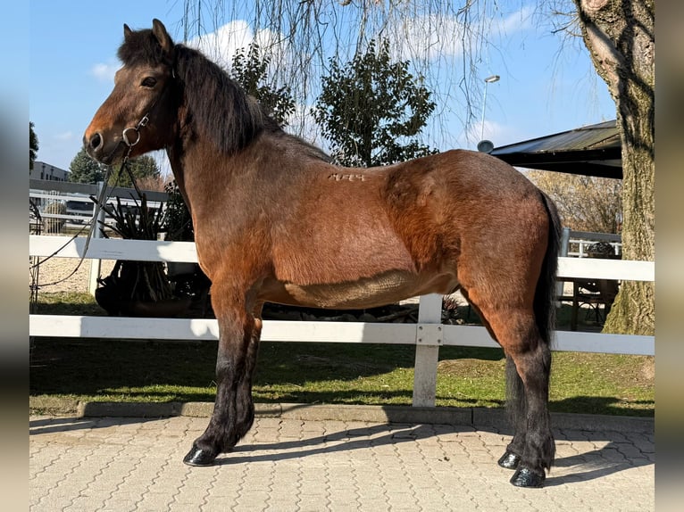 Kuc islandzki Wałach 14 lat 144 cm Gniada in Lochen am See