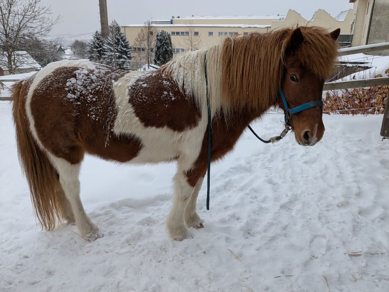 Kuc islandzki Wałach 15 lat 135 cm Srokata in Lengefeld