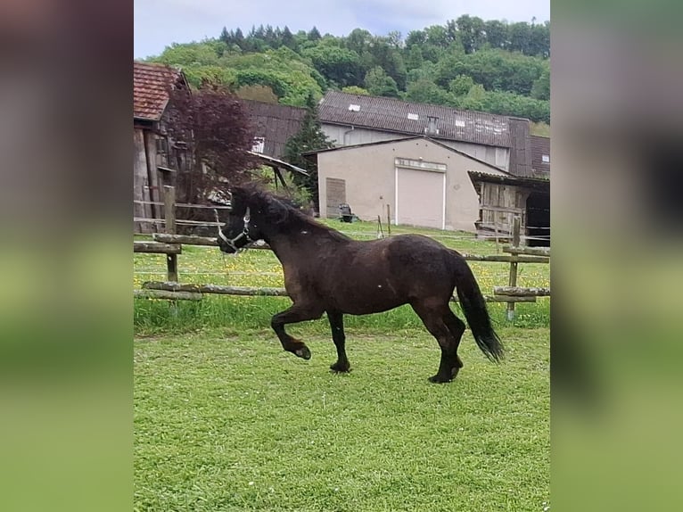 Kuc islandzki Wałach 15 lat 143 cm Kara in Mulfingen