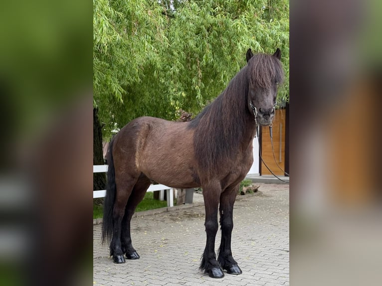 Kuc islandzki Wałach 15 lat 147 cm Kara in Lochen am See