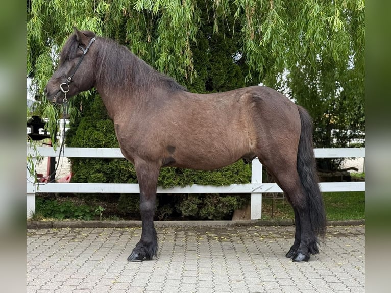 Kuc islandzki Wałach 15 lat 147 cm Kara in Lochen am See