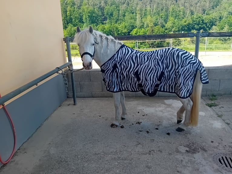 Kuc islandzki Mix Wałach 16 lat 126 cm Siwa w hreczce in Bernhardswald