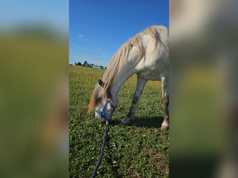 Kuc islandzki Wałach 16 lat 140 cm Karosiwa in Waldachtal