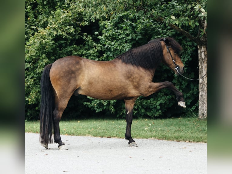 Kuc islandzki Wałach 17 lat 135 cm Gniada in Mauerbach