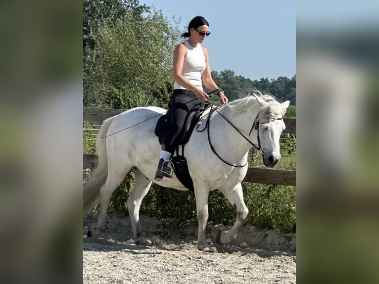 Kuc islandzki Wałach 17 lat 145 cm Siwa in Gifhorn