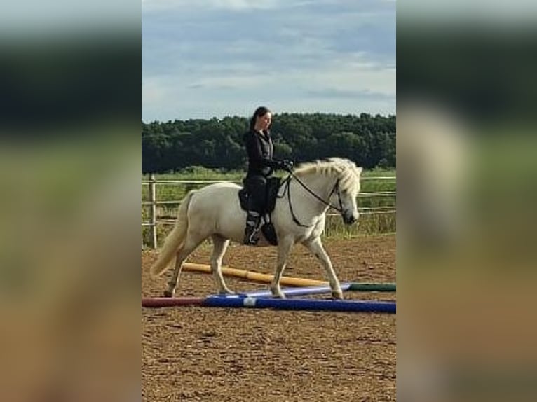 Kuc islandzki Wałach 17 lat 145 cm Siwa in Gifhorn