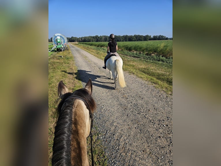 Kuc islandzki Wałach 17 lat 145 cm Siwa in Gifhorn