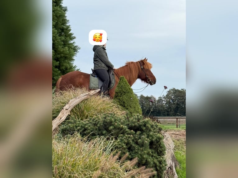 Kuc islandzki Wałach 18 lat 140 cm Kasztanowata in Böhme