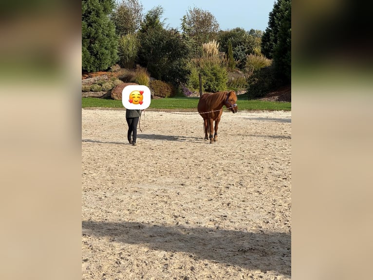 Kuc islandzki Wałach 18 lat 140 cm Kasztanowata in Böhme