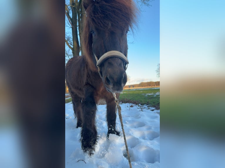 Kuc islandzki Wałach 20 lat 140 cm Kara in Isernhagen