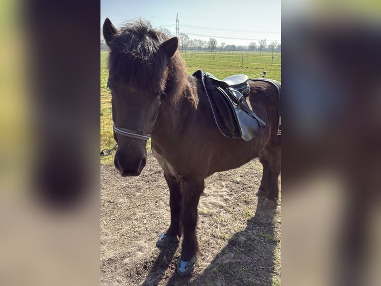 Kuc islandzki Wałach 22 lat 135 cm Kara in Tornesch