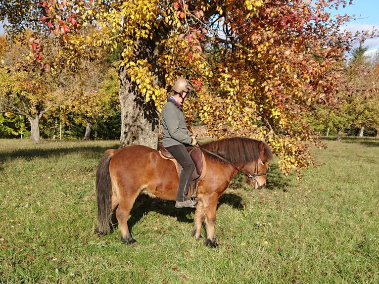 Kuc islandzki Wałach 25 lat 137 cm Gniada in Rosenfeld