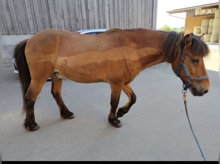 Kuc islandzki Wałach 25 lat 138 cm Gniada in Karlsbad