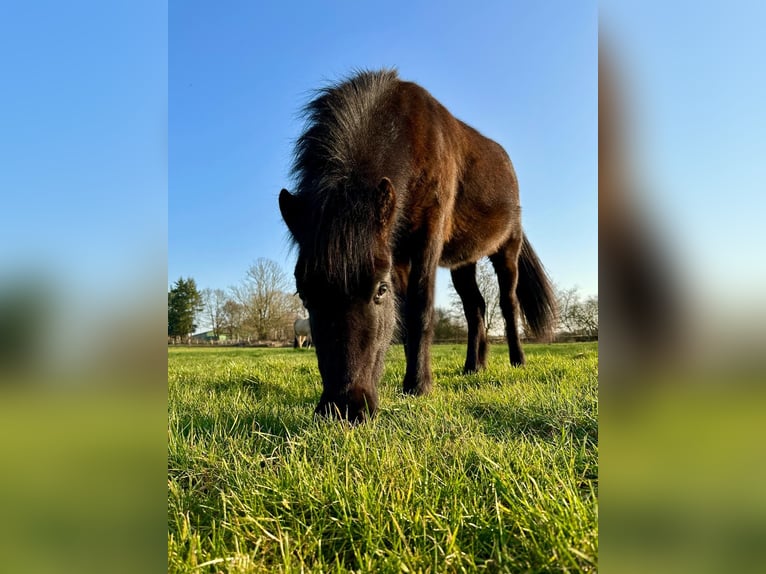 Kuc islandzki Wałach 2 lat 138 cm Kara in Sch&#xFC;lp bei Nortorf
