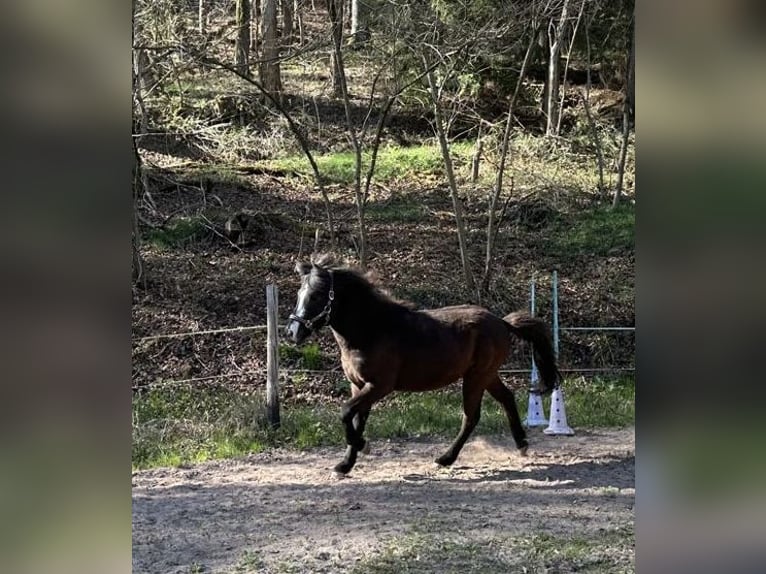 Kuc islandzki Wałach 2 lat 140 cm Kara in Blieskastel