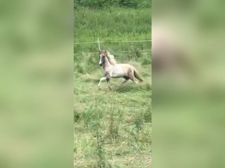 Kuc islandzki Wałach 2 lat 142 cm Srokata in Ehringshausen