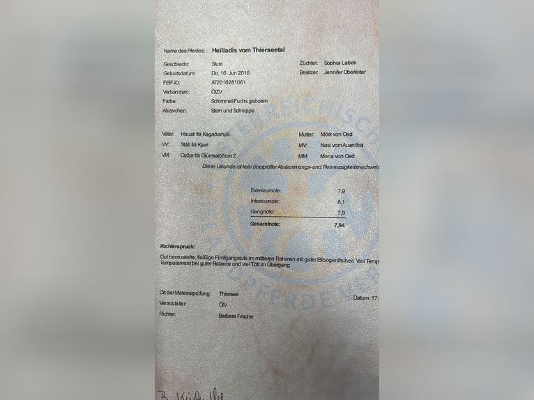 Kuc islandzki Wałach 2 lat 143 cm Karosiwa in Kirchbichl