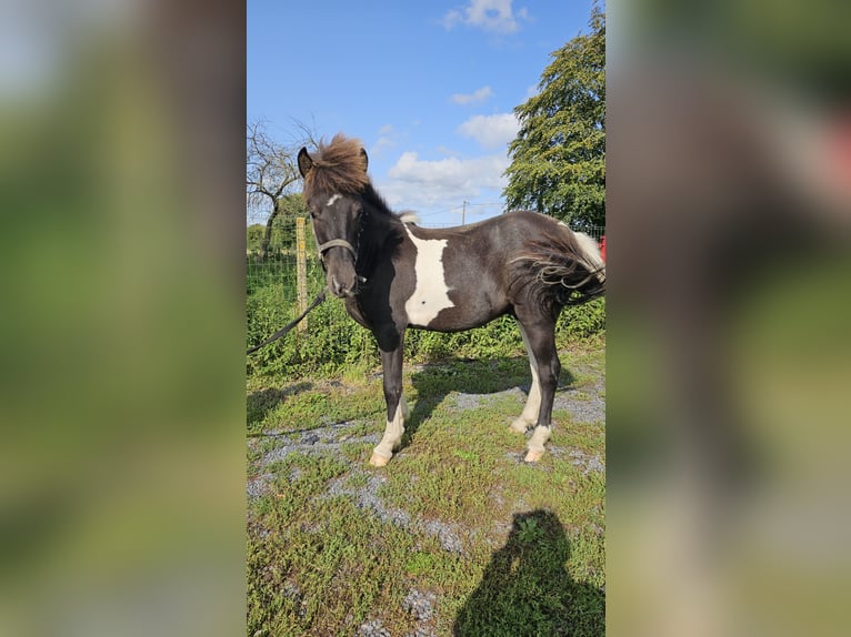 Kuc islandzki Wałach 3 lat 136 cm Tobiano wszelkich maści in Pruillé-l&#39;Éguillé