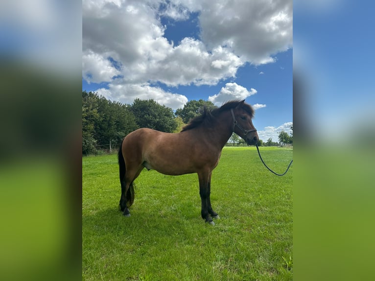 Kuc islandzki Wałach 3 lat 138 cm Gniada in Nienwohld
