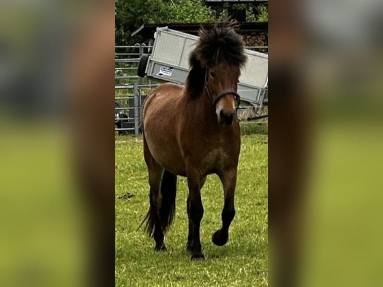 Kuc islandzki Wałach 3 lat 138 cm Gniada in Nienwohld