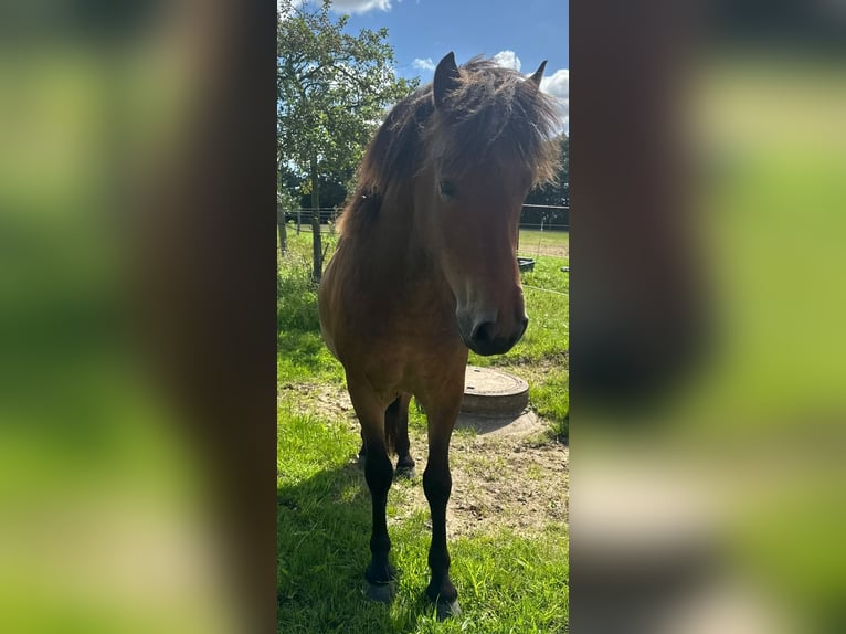 Kuc islandzki Wałach 3 lat 138 cm Gniada in Nienwohld
