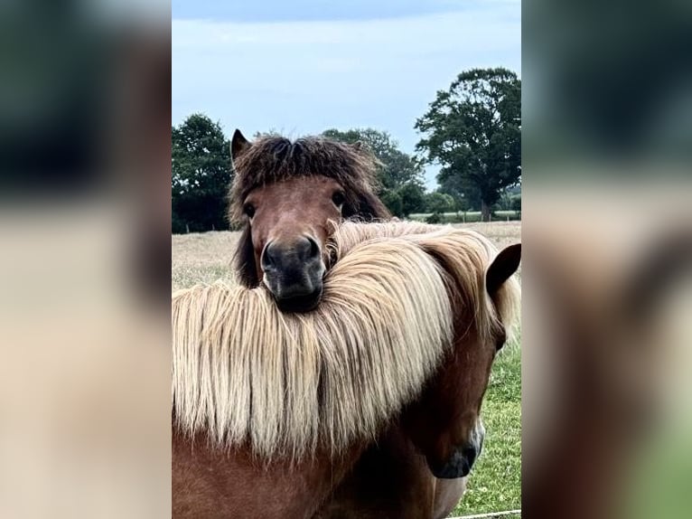 Kuc islandzki Wałach 3 lat 138 cm Gniada in Nienwohld