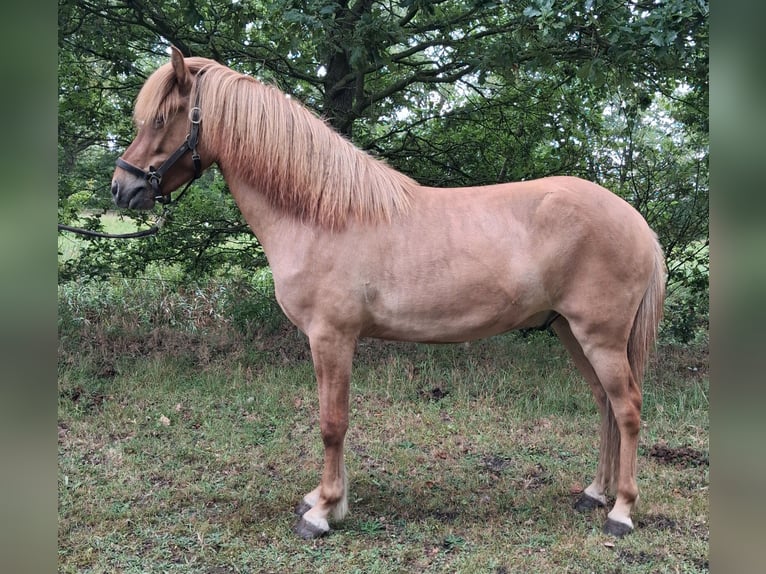 Kuc islandzki Wałach 3 lat 146 cm Bułana in Wiemersdorf