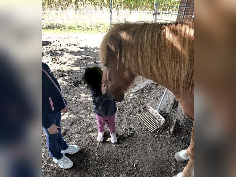 Kuc islandzki Wałach 4 lat 137 cm Kasztanowata in Melle Kuc islandzki Wałach 4 lat 137 cm Kasztanowata in Melle