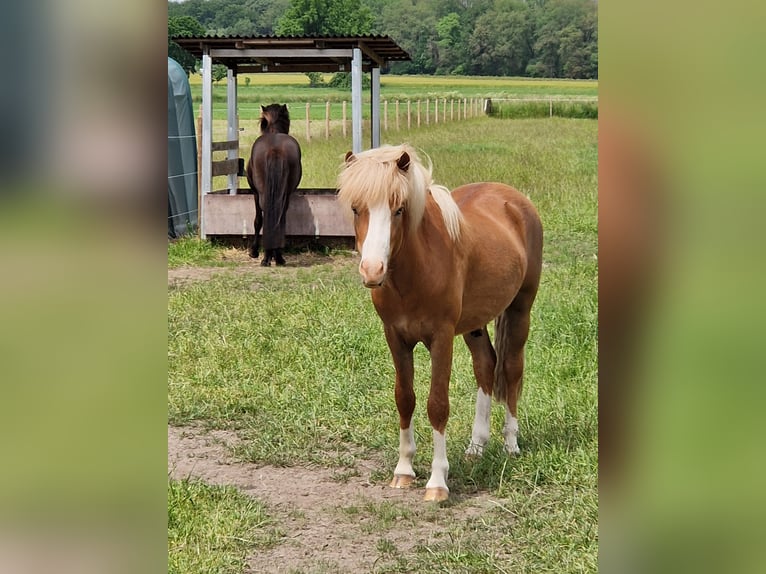 Kuc islandzki Wałach 4 lat 138 cm Kasztanowata in Geldern