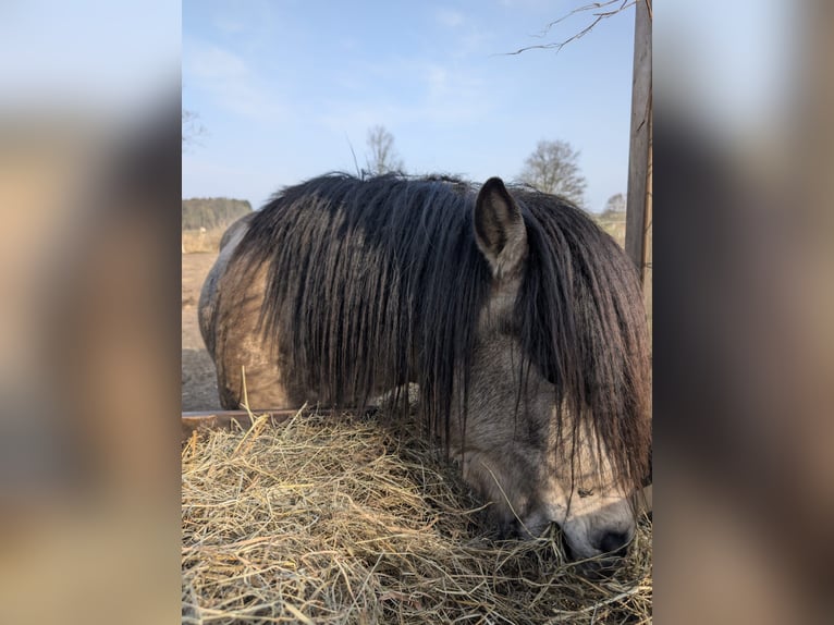 Kuc islandzki Wałach 4 lat 142 cm in NehmsBlunk
