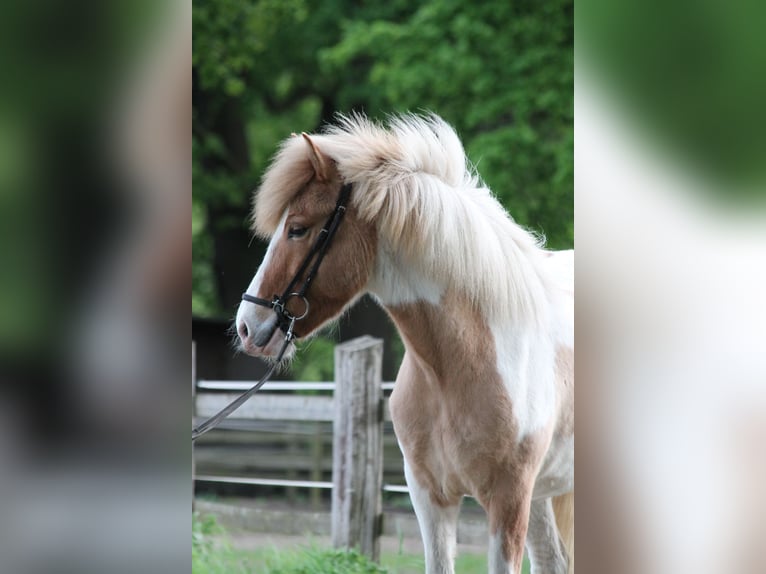 Kuc islandzki Wałach 4 lat 145 cm Srokata in Lingen