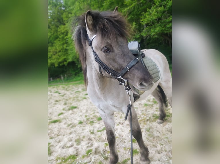 Kuc islandzki Wałach 4 lat Grullo in Beverstedt
