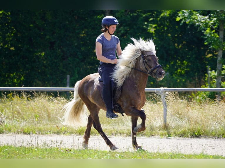 Kuc islandzki Wałach 5 lat 135 cm in Bobingen