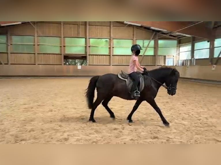 Kuc islandzki Wałach 5 lat 137 cm Kara in Holzg&#xFC;nz