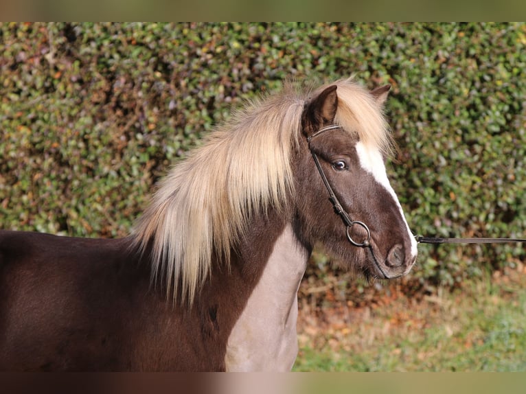 Kuc islandzki Wałach 5 lat 138 cm in Dohm-Lammersdorf