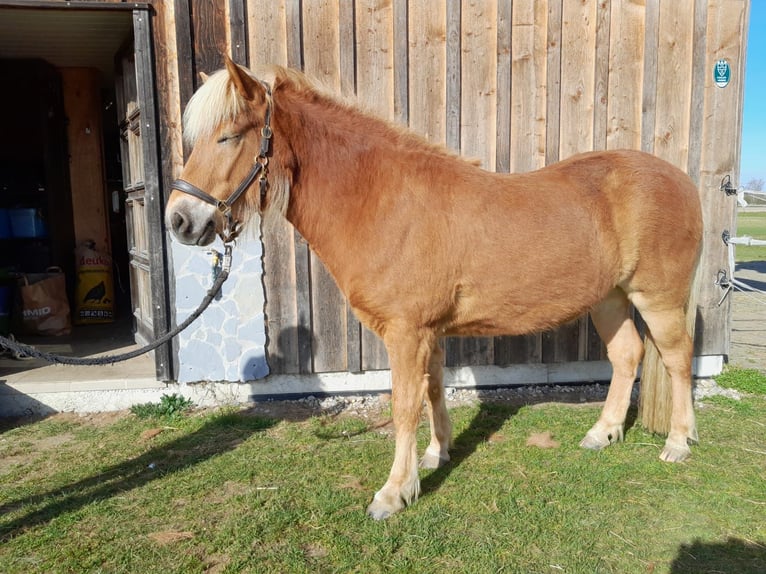 Kuc islandzki Wałach 5 lat 140 cm Kasztanowata in Buch
