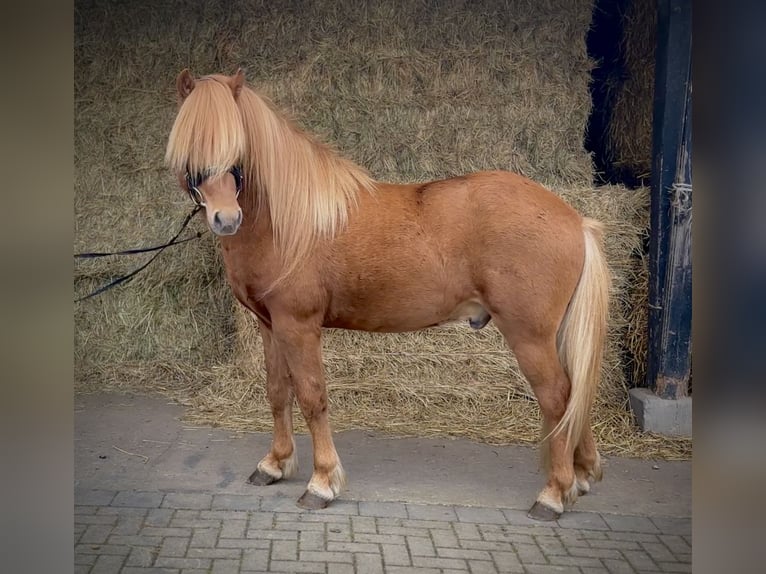 Kuc islandzki Wałach 5 lat 141 cm Kasztanowata in Wermelskirchen