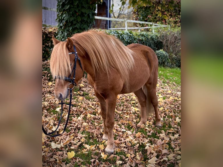 Kuc islandzki Wałach 5 lat 141 cm Kasztanowata in Wermelskirchen