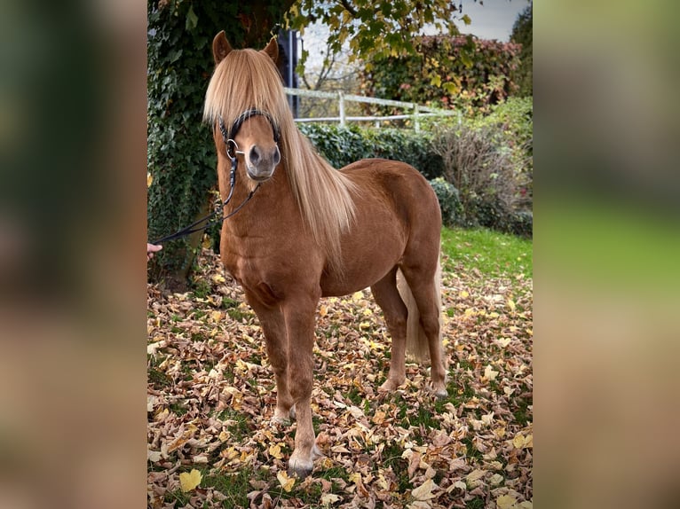 Kuc islandzki Wałach 5 lat 141 cm Kasztanowata in Wermelskirchen