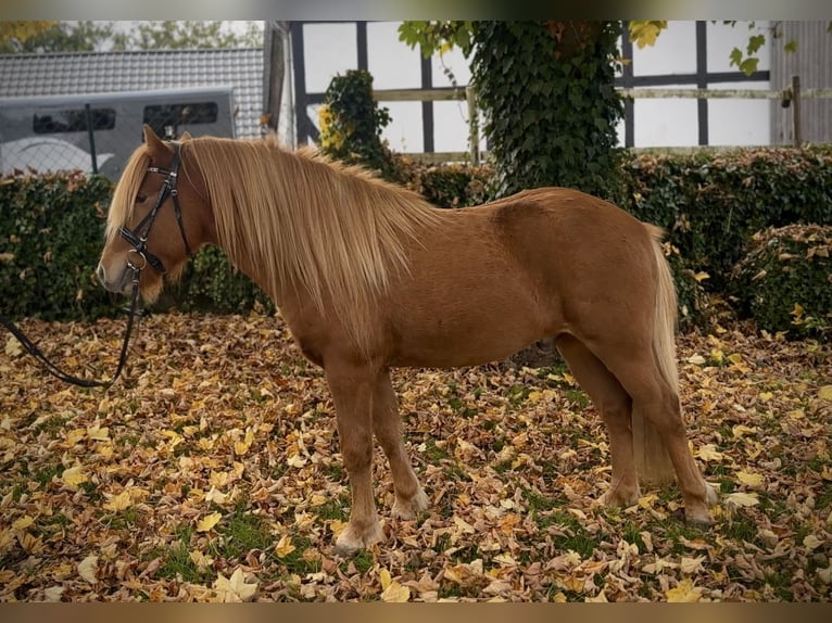 Kuc islandzki Wałach 5 lat 141 cm Kasztanowata in Wermelskirchen