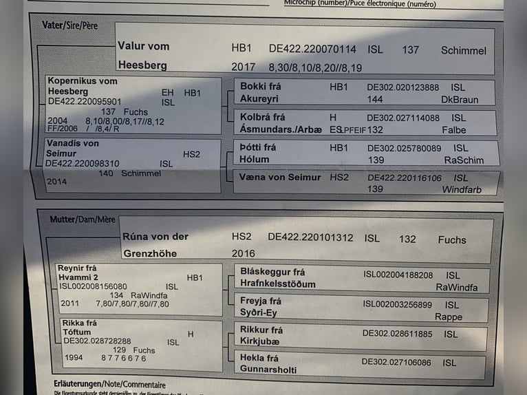 Kuc islandzki Wałach 5 lat 141 cm Kasztanowata in Wermelskirchen