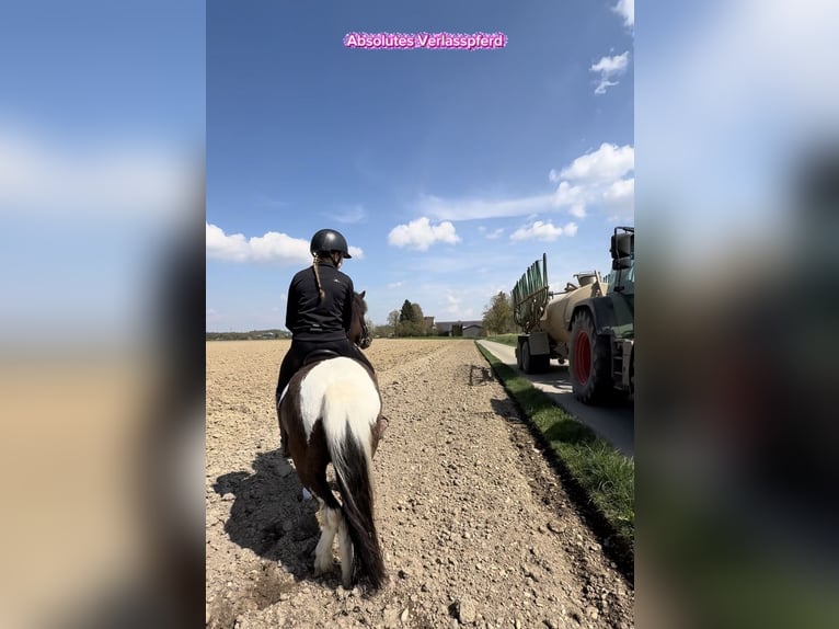 Kuc islandzki Wałach 5 lat 144 cm Srokata in Achstetten