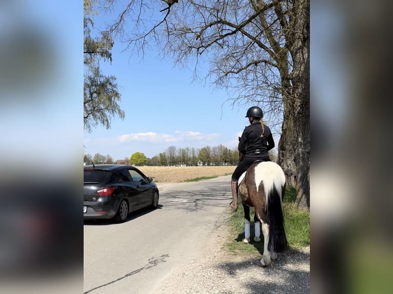 Kuc islandzki Wałach 5 lat 144 cm Srokata in Achstetten