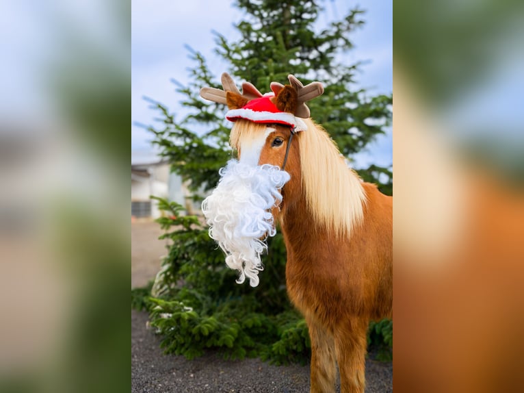 Kuc islandzki Wałach 5 lat 150 cm Kasztanowata in Euskirchen